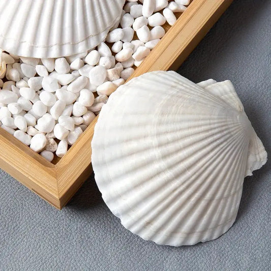 Sacred Shell – Ritual Offering Vessel (1 piece)