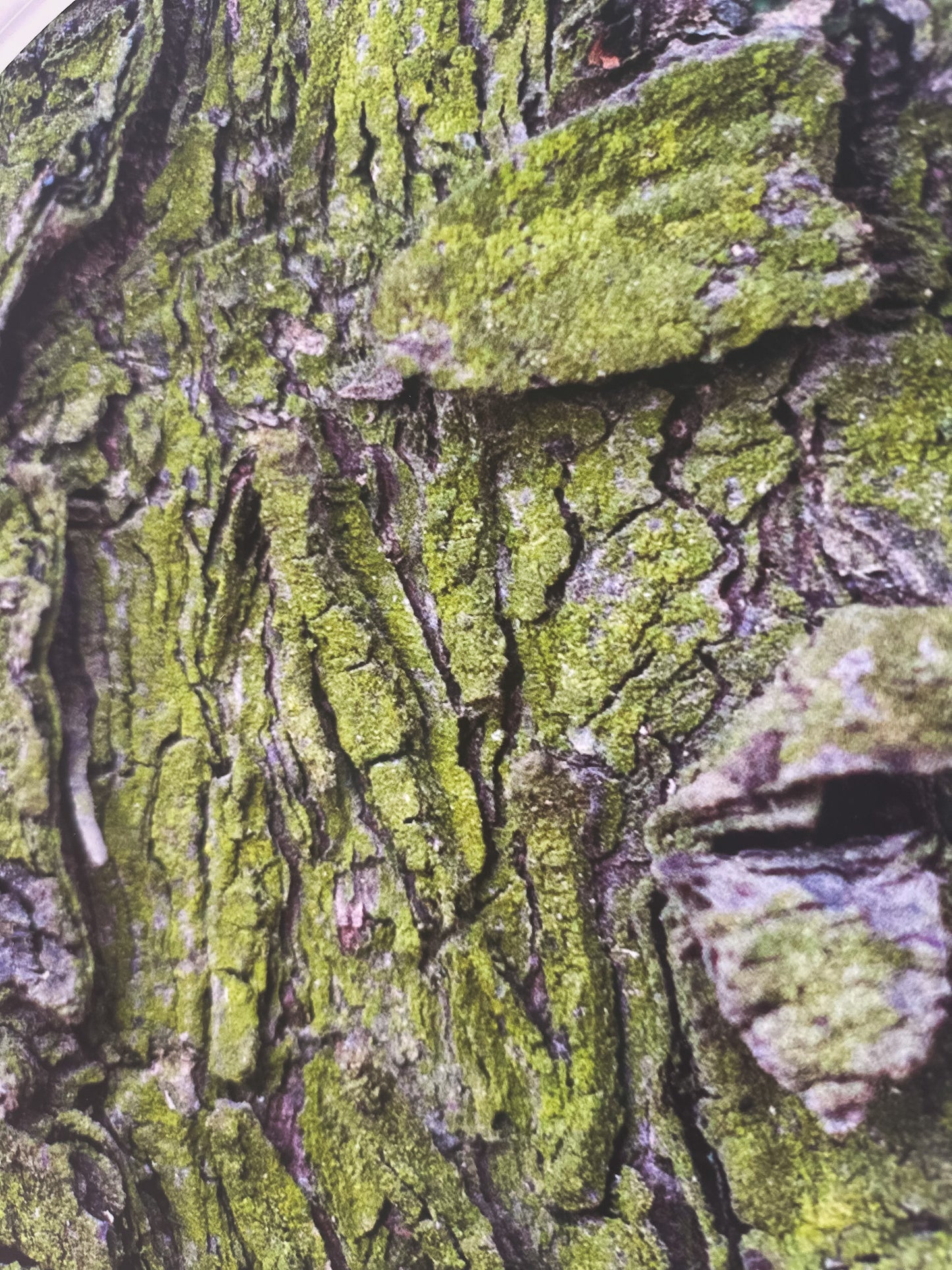 Skógarminning / Forest Memory