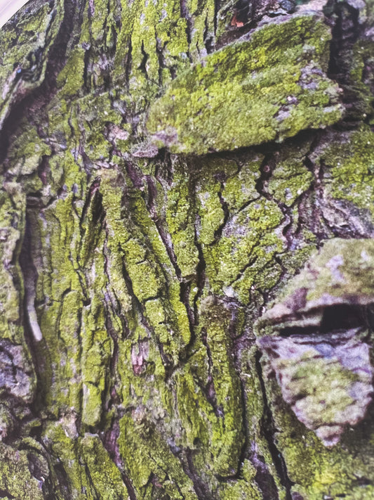 Skógarminning / Forest Memory