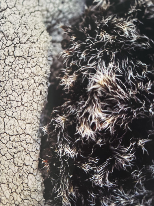 Fornt Faðmlag / Ancient Embrace