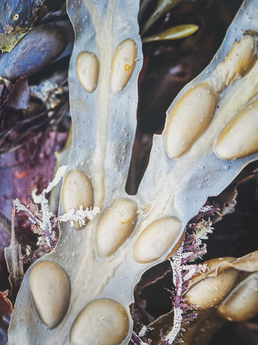 Þanghjarta / Kelp Heart