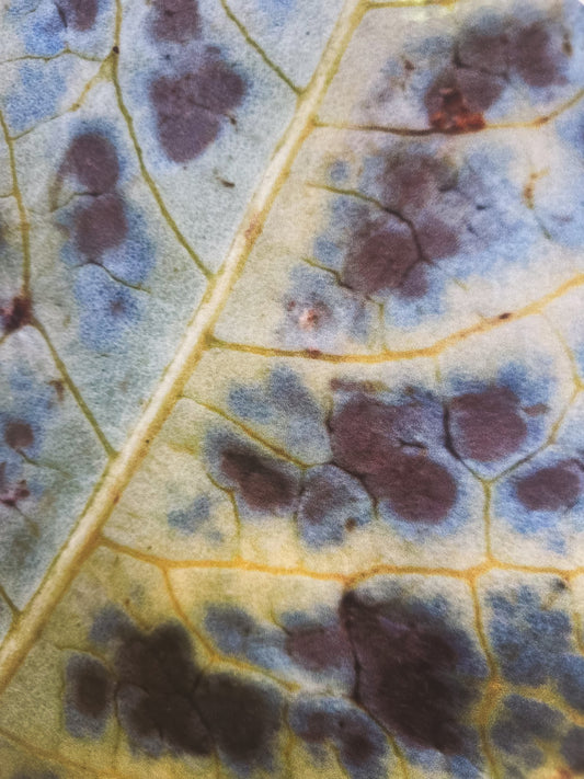 Andardráttur laufsins / The Leaf’s Breath