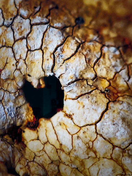 Jarðhjarta / Heart of the Earth