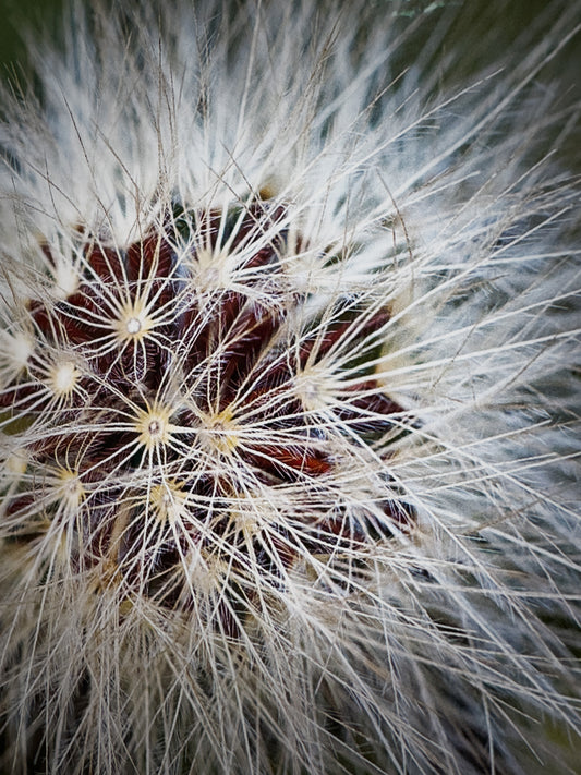 Hvísl vindanna/ Ethereal Whispers