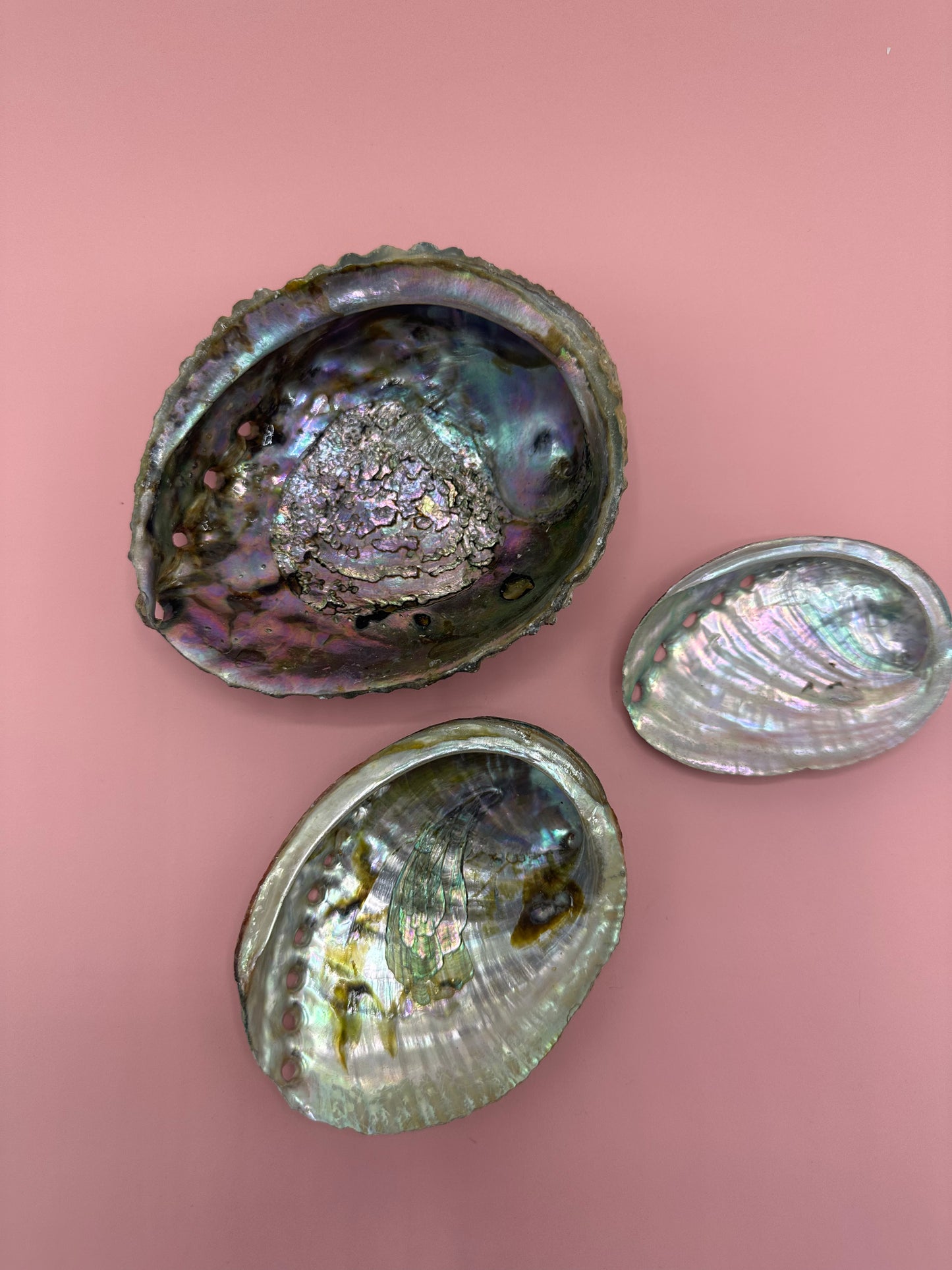 Ocean Spirit – Natural Abalone Shell -3 sizes