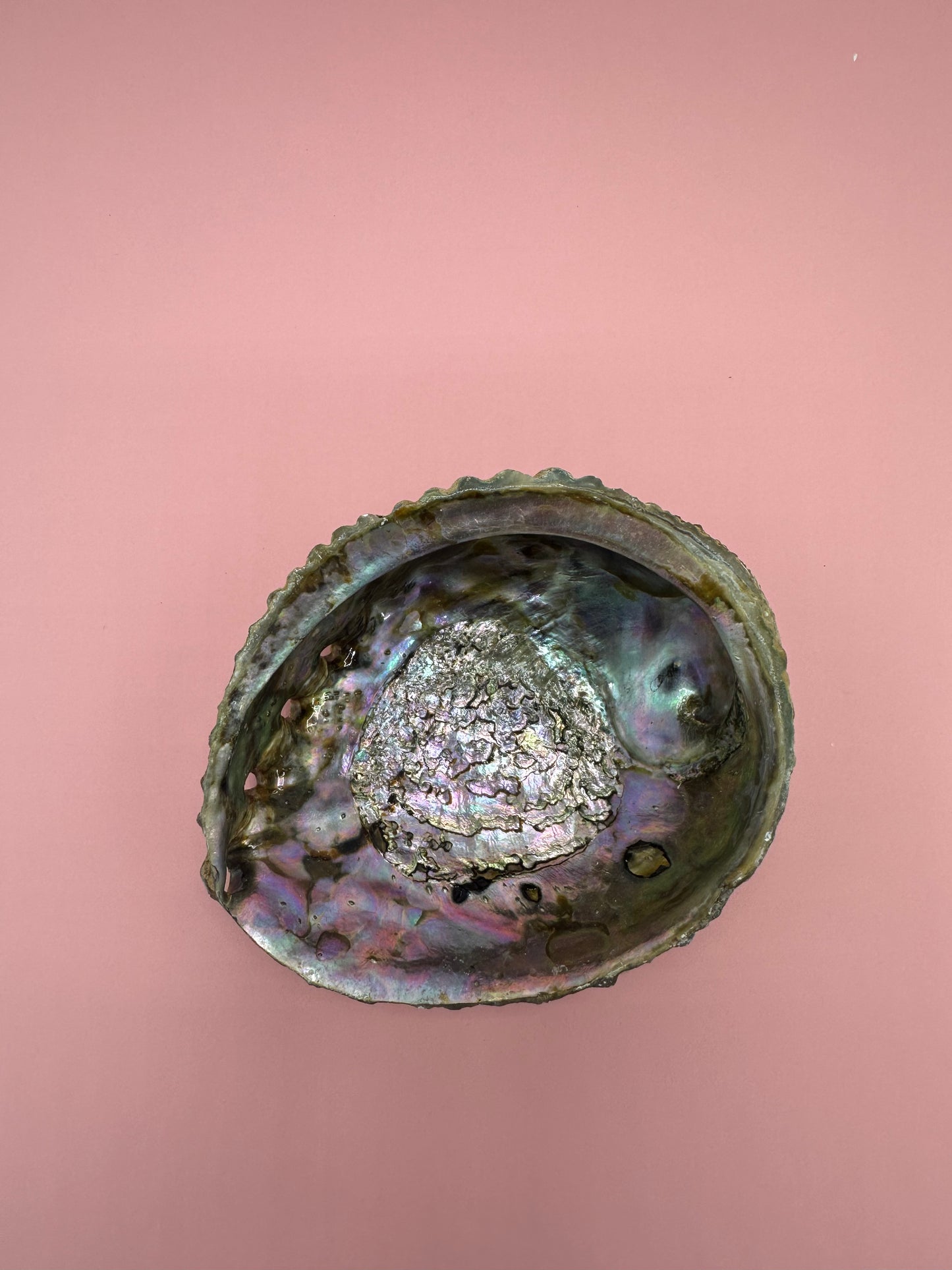 Ocean Spirit – Natural Abalone Shell -3 sizes