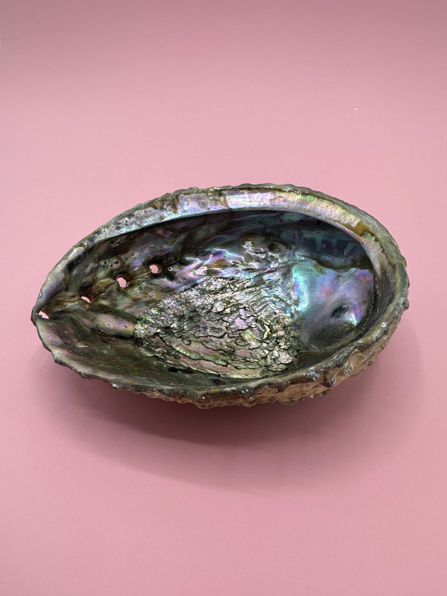 Ocean Spirit – Natural Abalone Shell -3 sizes