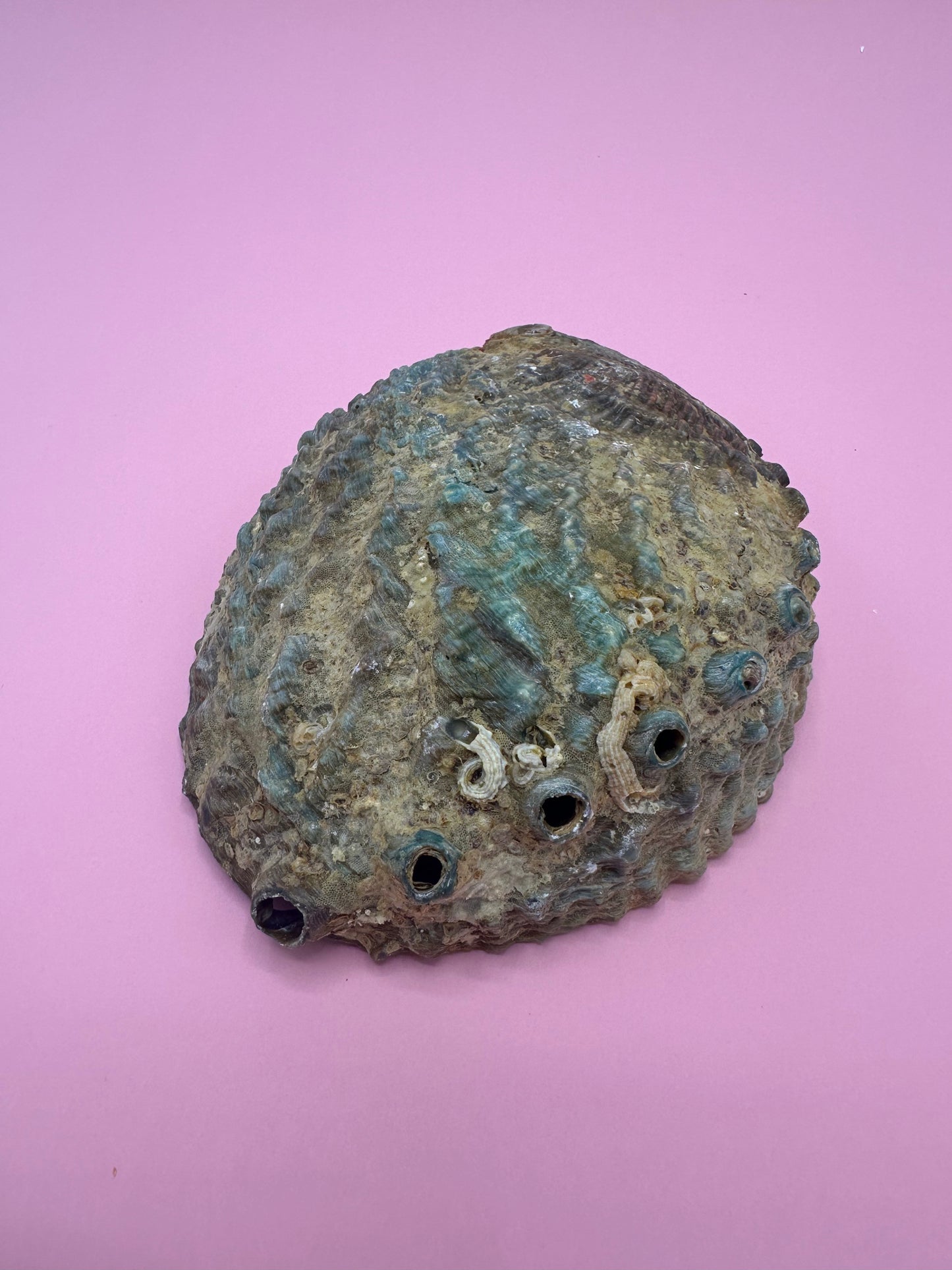 Ocean Spirit – Natural Abalone Shell -3 sizes