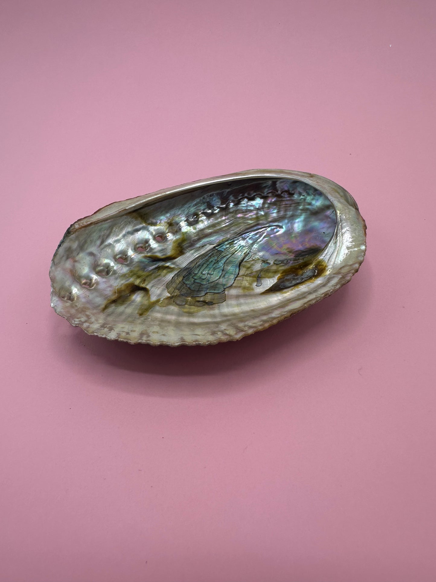 Ocean Spirit – Natural Abalone Shell -3 sizes