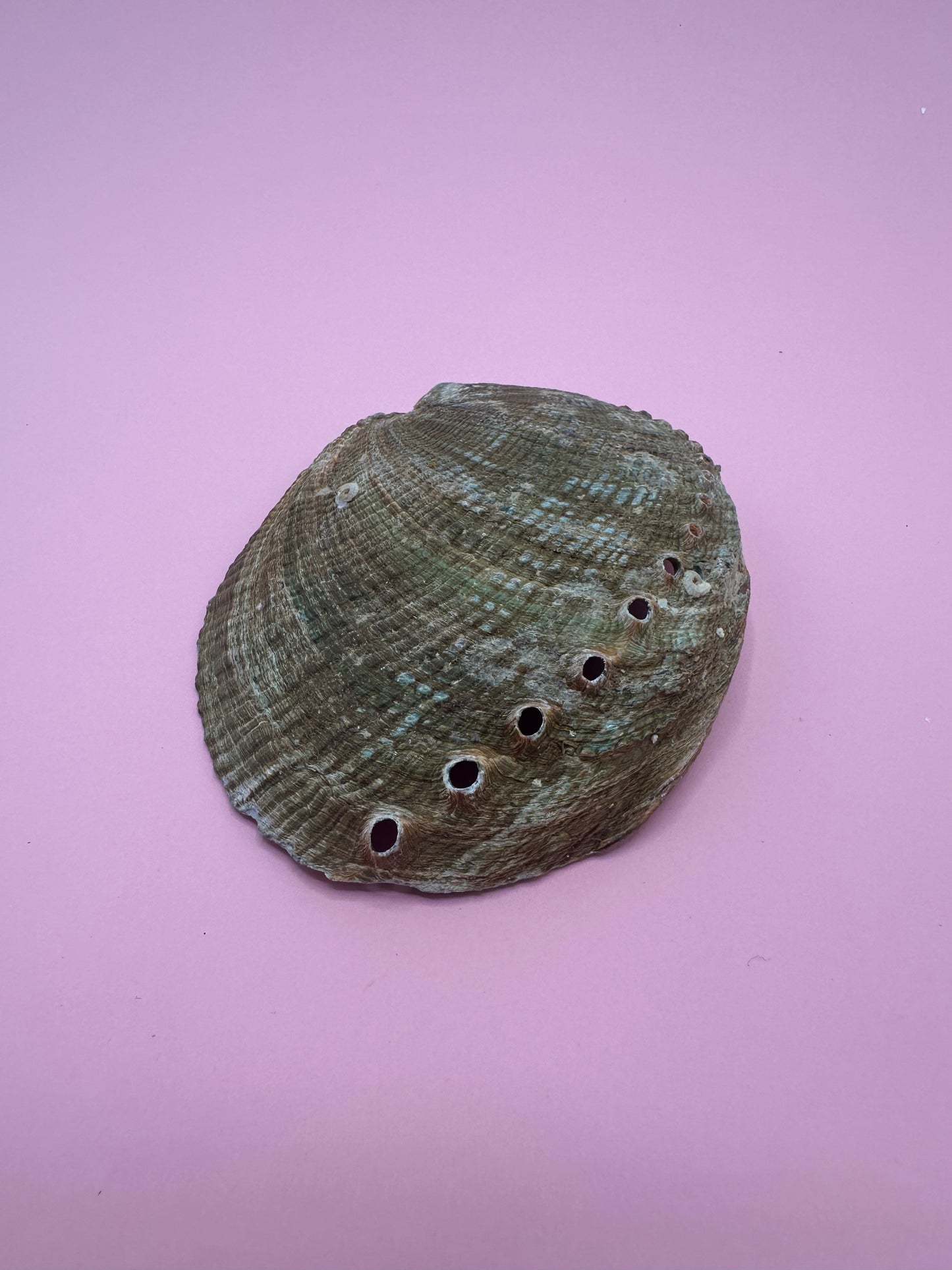 Ocean Spirit – Natural Abalone Shell -3 sizes