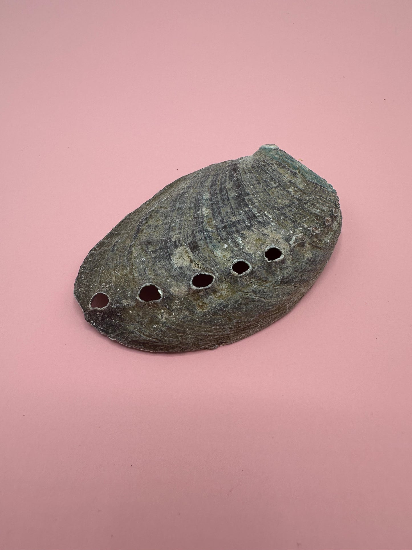 Ocean Spirit – Natural Abalone Shell -3 sizes