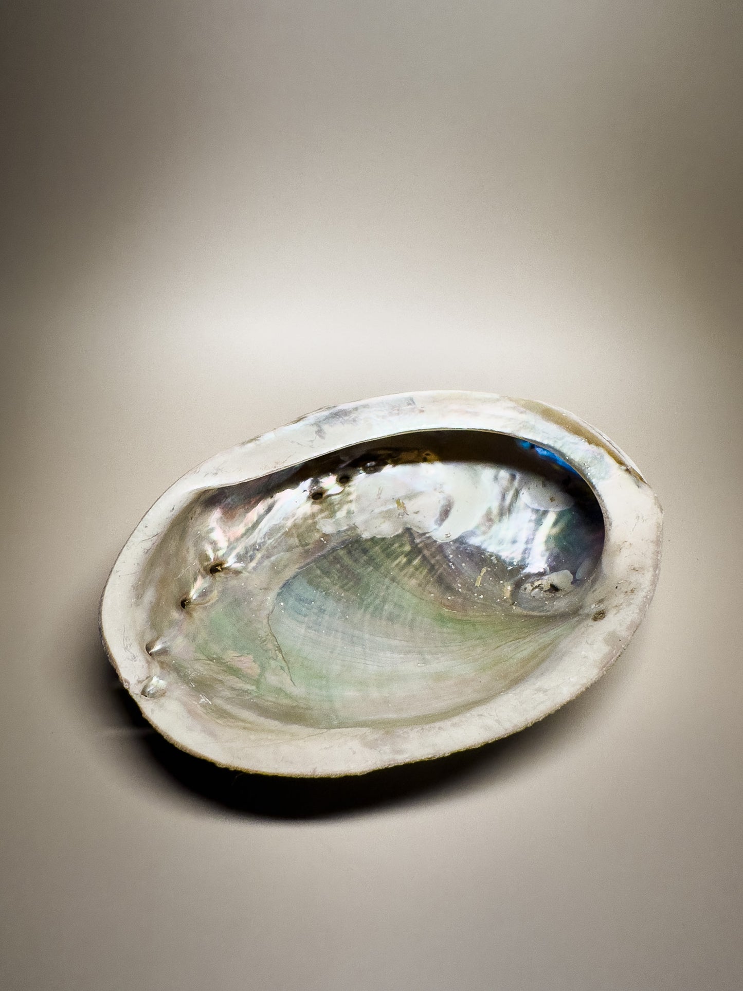 Ocean Spirit – Natural Abalone Shell -large (1 piece)