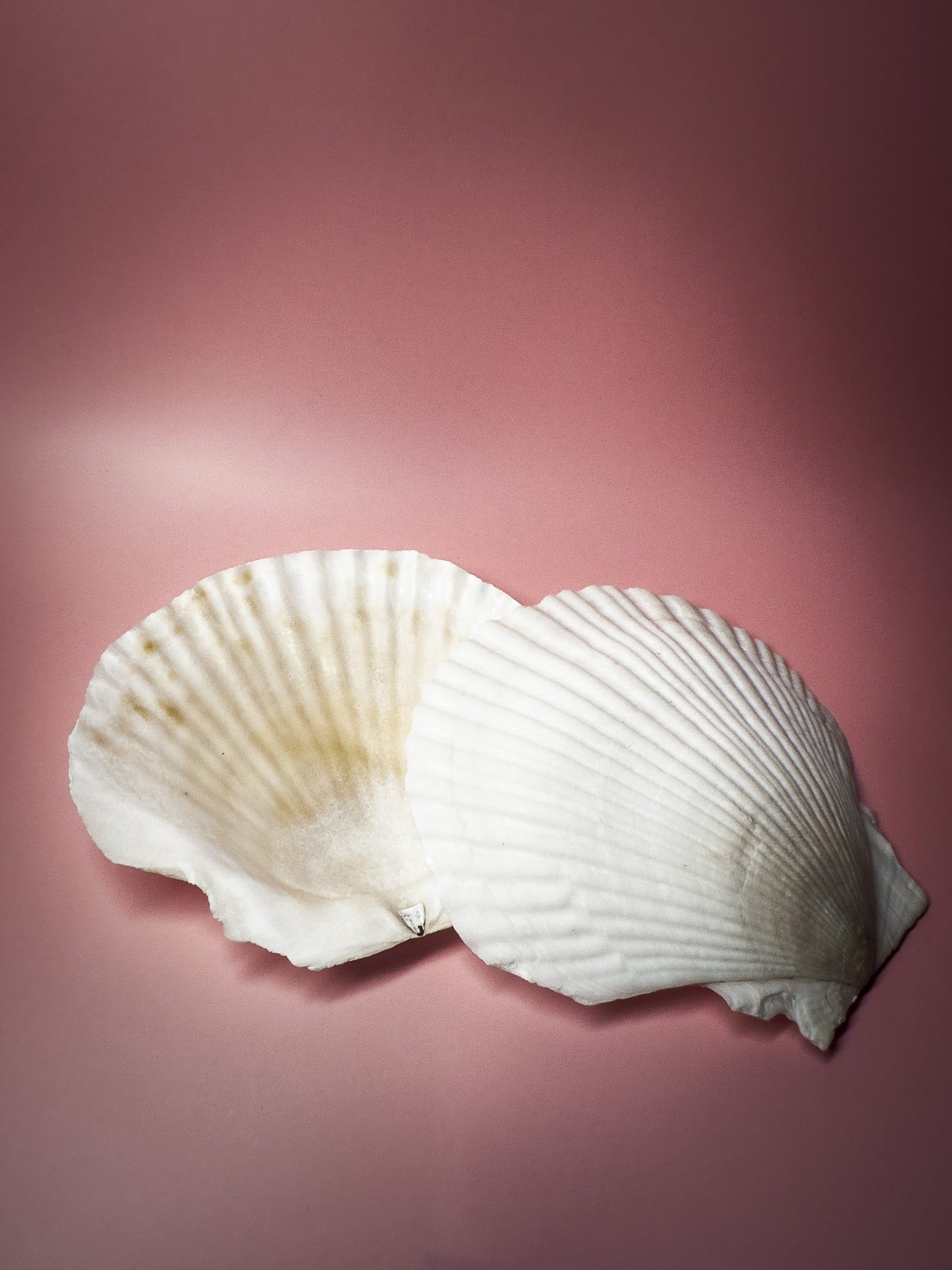 Sacred Shell – Ritual Offering Vessel (1 piece)