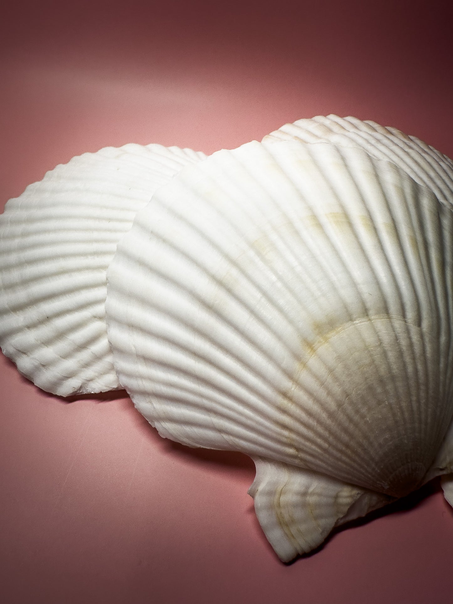 Sacred Shell – Ritual Offering Vessel (1 piece)