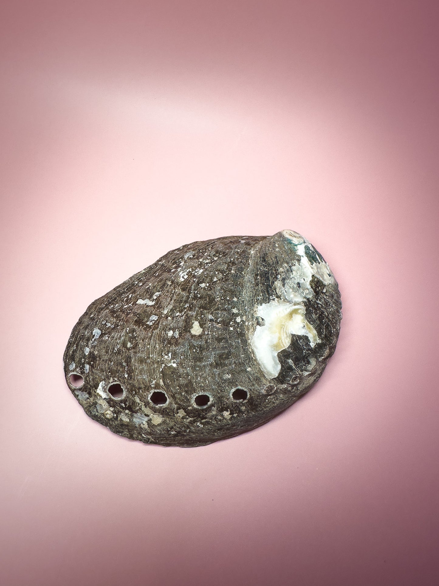 Ocean Spirit – Natural Abalone Shell -small (1 piece)
