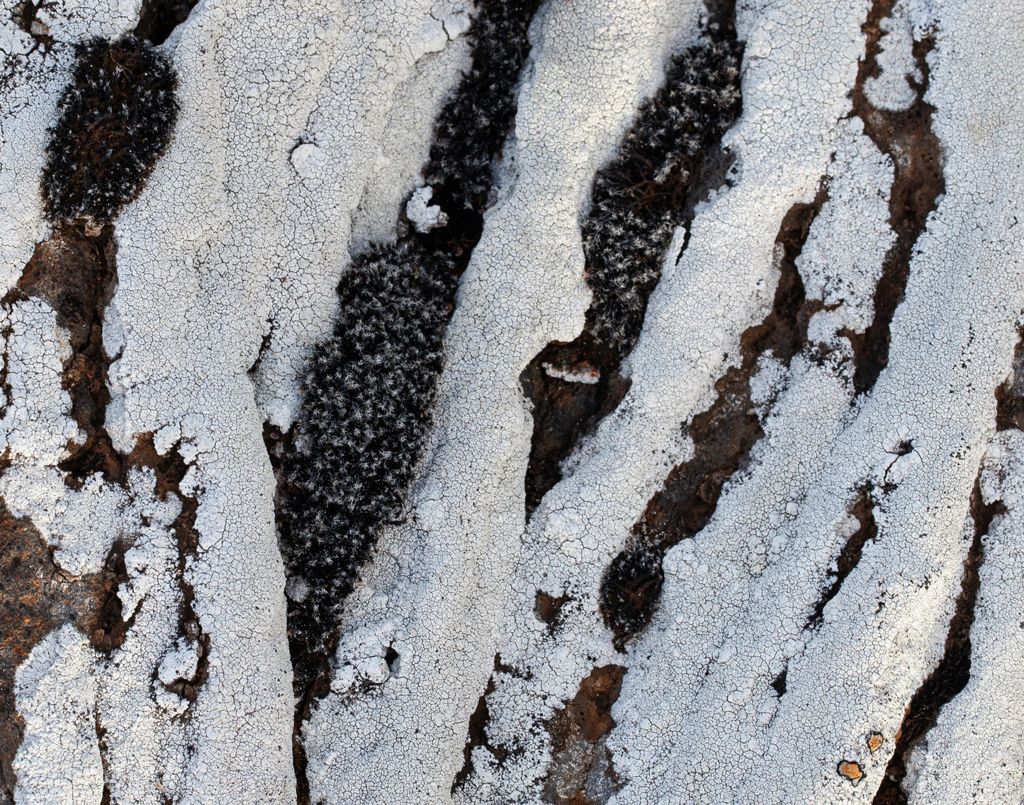 Ofið landslag / Woven Landscape - Tea towel -Flour Sack Cotton (64 × 44 cm)